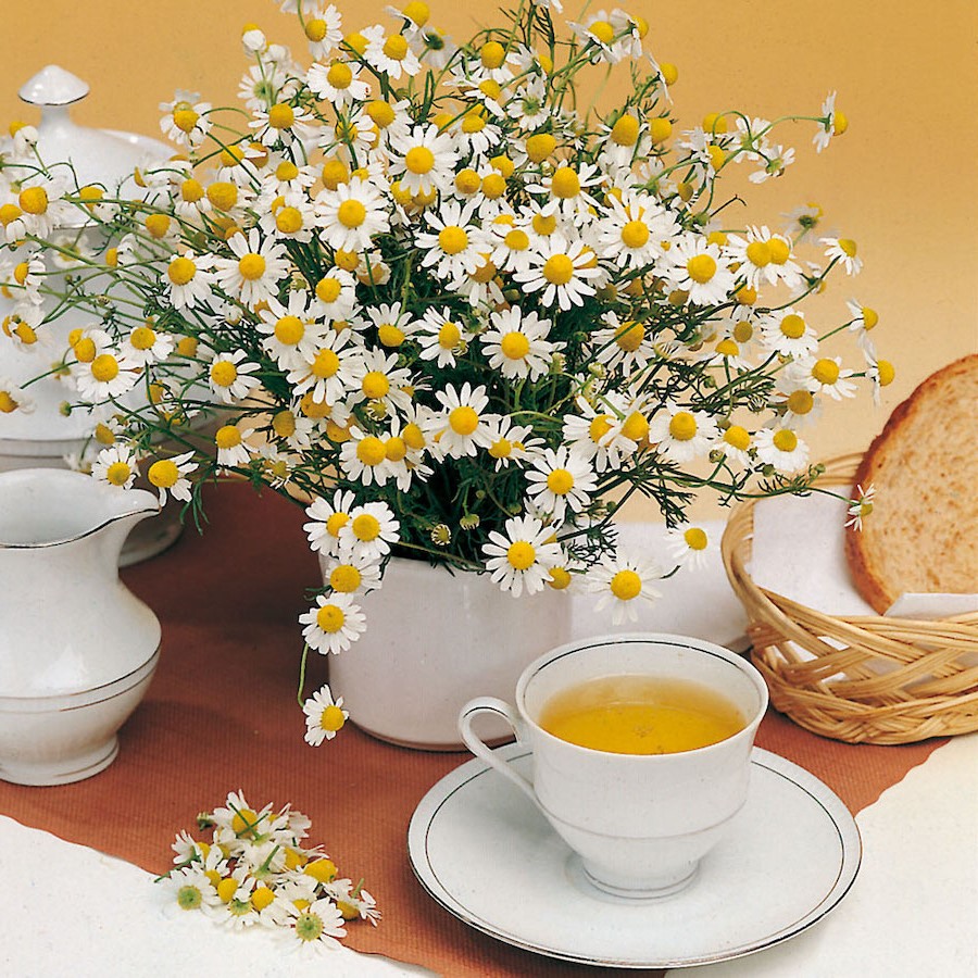 Soothes Irritated Skin | 8 Benefits of Chamomile Tea | Her Beauty
